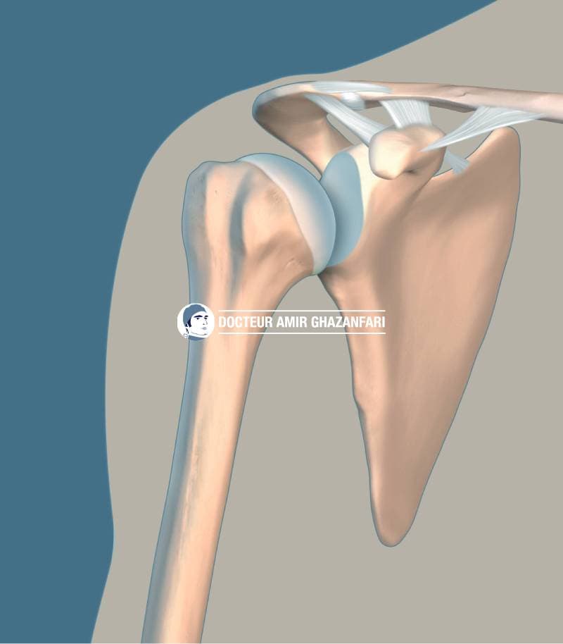 Disjonction acromio claviculaire - Figure 1. Anatomie osseuse et ligamentaire de l'épaule