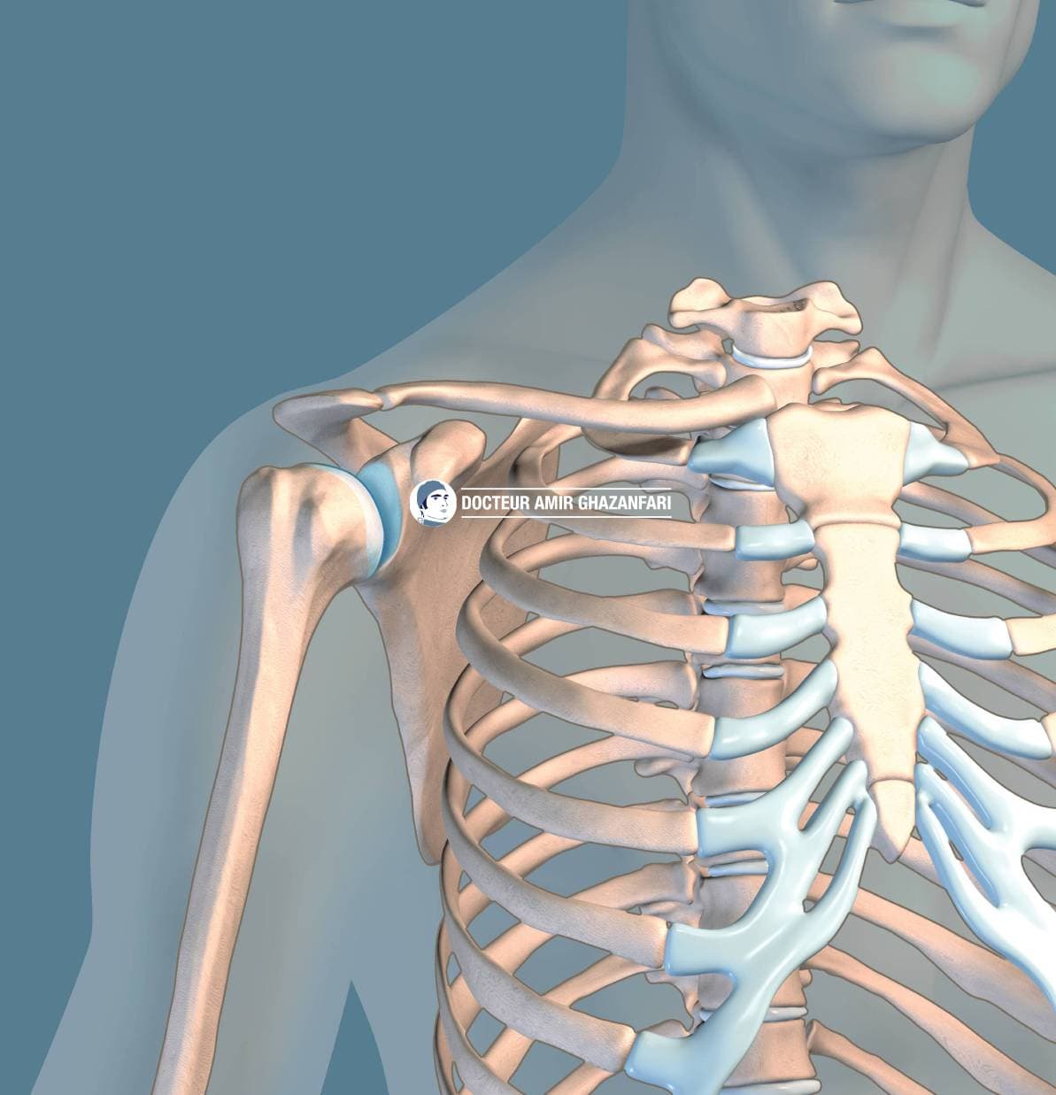 Fracture de clavicule - Figure 1. Anatomie osseuse de l'épaule