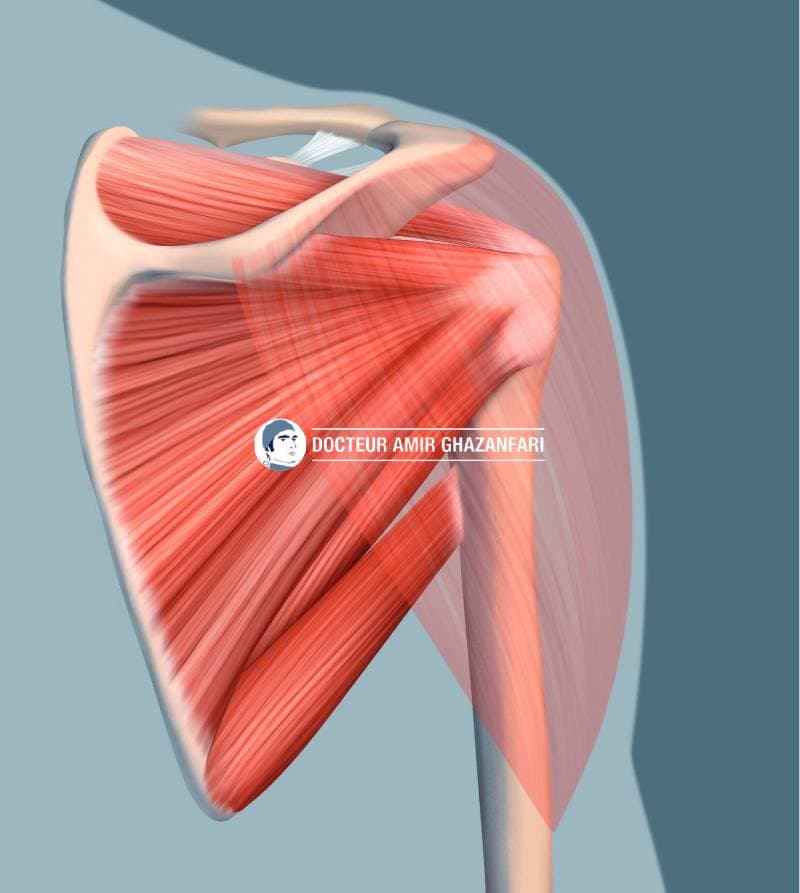 Image 2 Instabilité antérieure de l'épaule - Figure 2. La coiffe des rotateurs et le muscle Deltoïde