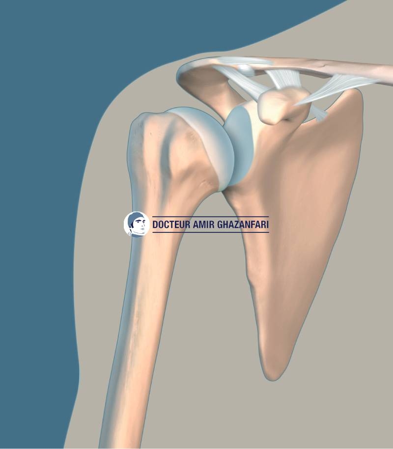 Arthrose acromio claviculaire - Figure 1. Anatomie osseuse et ligamentaire de l'épaule