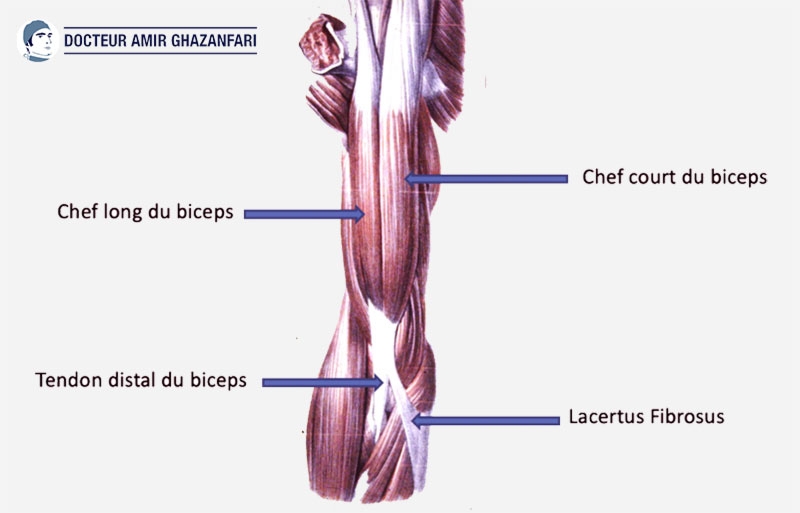 Rupture du tendon du biceps au coude - Figure 1. Anatomie du biceps